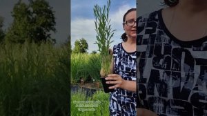 Тверская ива. Обзор сорта ивы "Сукачева". Саженцы ивы с ЗКС.