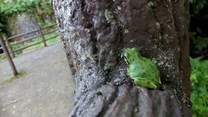 Зеленая лягушка