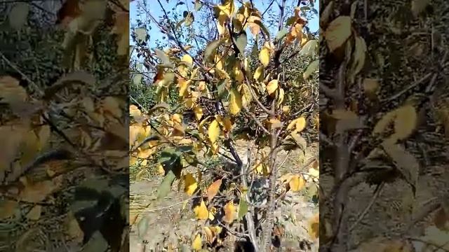 на даче уборка тыквы 21 09 2017 :) смотреть онлайн