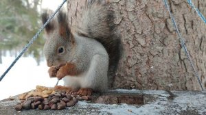 Белочка грызёт орешки