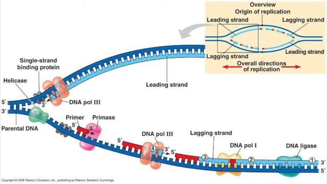 DNA replication fork - the difference between DNA pol 1 and DNA pol 3 - USMLE Step1 Biochemistry смотреть онлайн