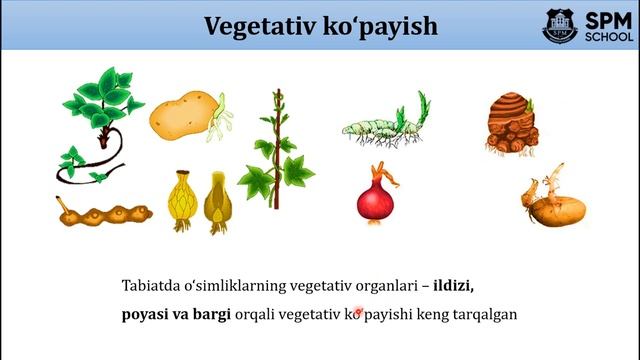 40-§. Tirik Organizmlarning Ko'payish Xillari