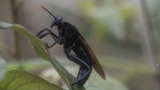 Top 10 Biggest Insects Ever Found - Part 2 смотреть онлайн