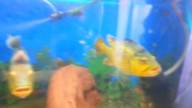 Bukavra Kereotke - Если к Катьке придет Имбецил смотреть онлайн