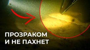 Прозраком Волга не порадовала... Как прошел фестиваль ПОДВОДНЫЙ САРАТОВ в этом году?