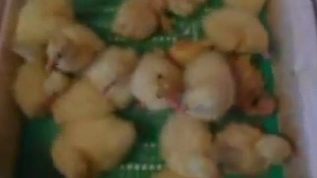 Вывод гусят#гусята#инкубациягусиныхяиц#инкубатор#домашнєгосподарство#Incubationofgeese#