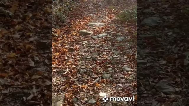 Свирское ущелье. пос. Лазаревское. г. Сочи. ноябрь 2019 смотреть онлайн