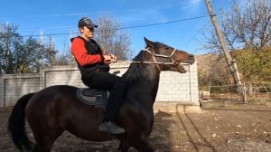 Қорамозор отлари! Улок купкари отлар сотилади! Көкпар кок бору