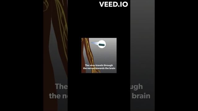 An unpredictable death sentence - Rabies part 3. #science #medicine #veterinary #vetmed смотреть онлайн