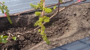 Две формы винограда, которые поражают размером своих соцветий.