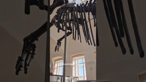 Где увидеть настоящий скелет динозавра в России? Геологоразведочный музей имени академика Чернышева