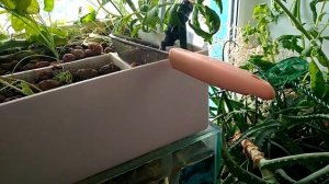 Мой аквариум через 4 месяца. Аквапоника, My aquarium, Aquaponics System