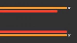 Telomere Replication