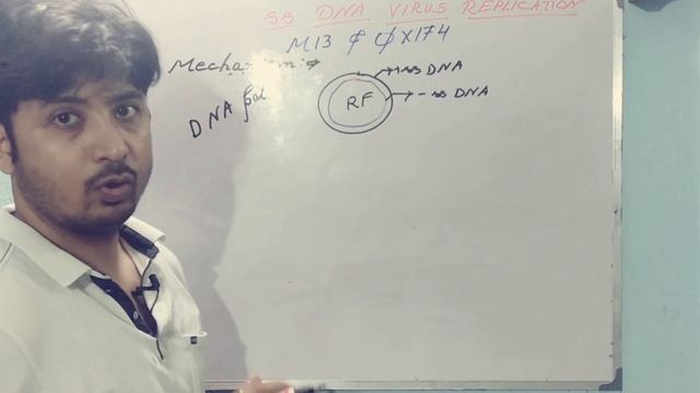 Replication Mechanism of Single Stranded DNA Virus