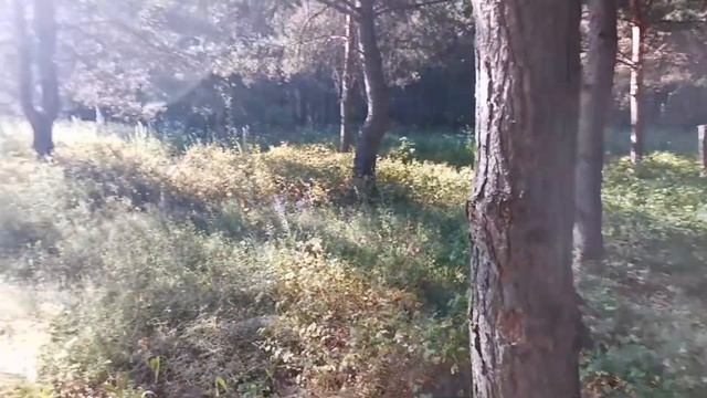 Дерево - донор♥️♥️♥️18.06.20г