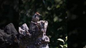 Woodpecker. (Watch full video on our channel) #nature