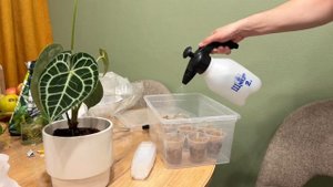 МОШКИ В КОМНАТНЫХ РАСТЕНИЯХ | Антуриум, алоказия и хойи | пересадка