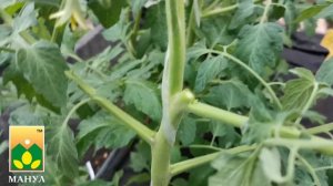 ПАСЫНКОВАНИЕ ТОМАТА! Ответы на ваши вопросы