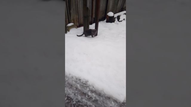 Серый котик #коты #котики #котята #кошки #котикивидео #кошак #кошаки #кошечки #кошки #кошкирулят смотреть онлайн