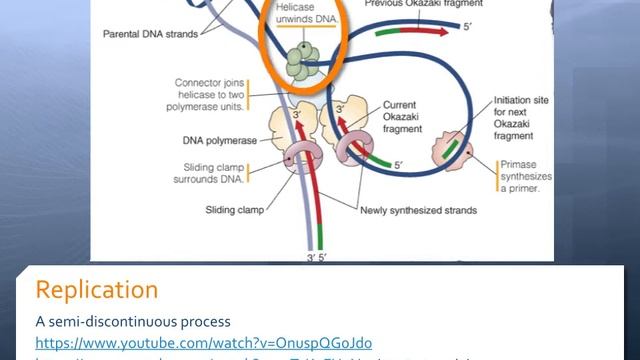DNA replication