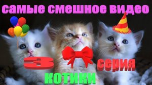 КОШКИ юмор часть третья  #сезонконтентаRUTUBE