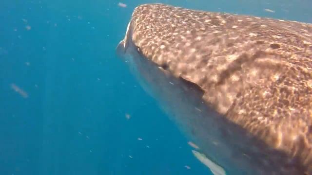Ava and Tony Shark Project 2016