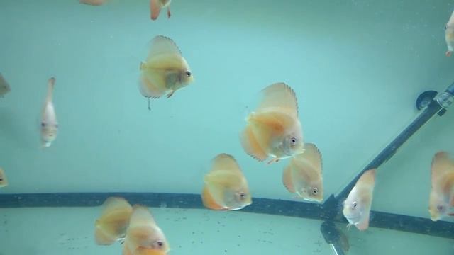 Дискусы Red Melon мальки 2 месяца смотреть онлайн