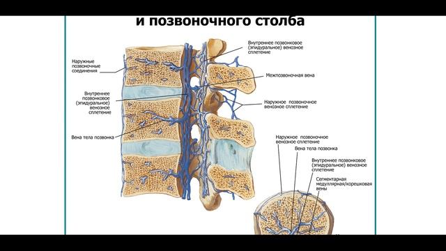 СИСТЕМА ВЕРХНЕЙ ПОЛОЙ ВЕНЫ. Вены спинного мозга и позвоночного столба.