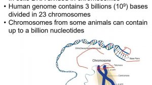 Nucleic Acids Structure