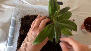 Хойи: содержание, уход, пересадка