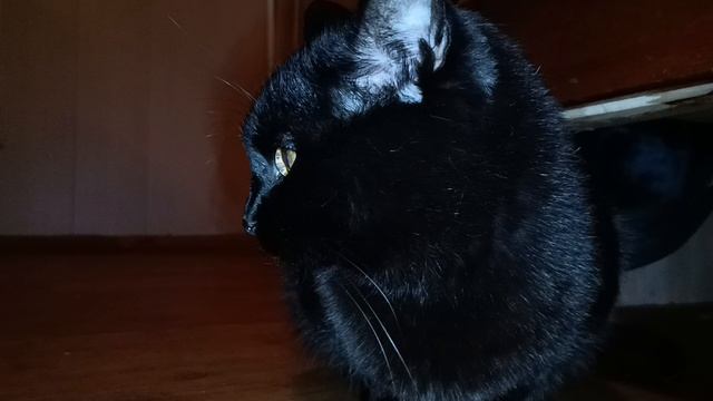 Печка щепочница, кот не причём. смотреть онлайн