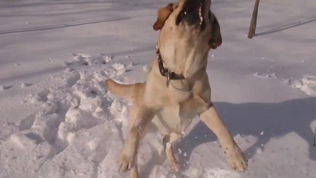 прогулка с лабрадором смотреть онлайн