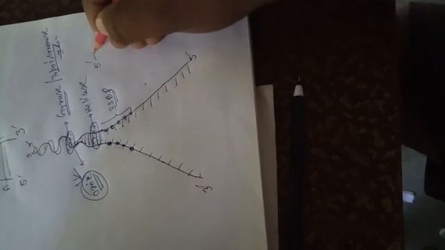 DNA replication for class 12 смотреть онлайн
