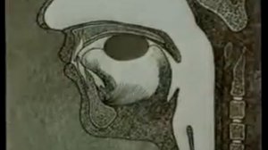 Пищеварительная система человека