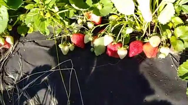 Азия второй год плодоношения смотреть онлайн