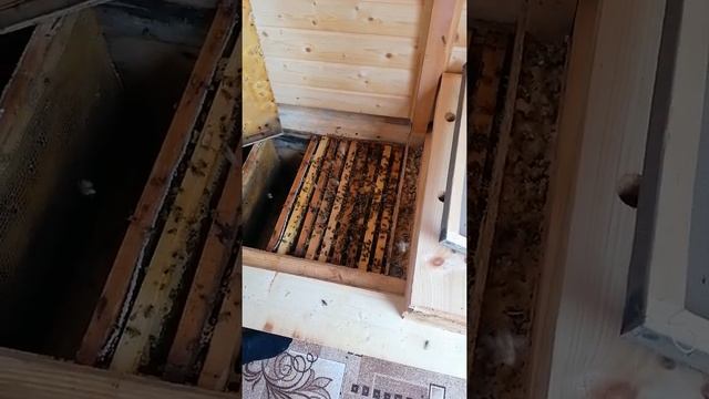 Карника и Старлайн после зимовки смотреть онлайн