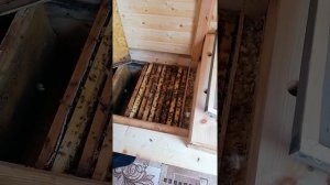 Карника и Старлайн после зимовки