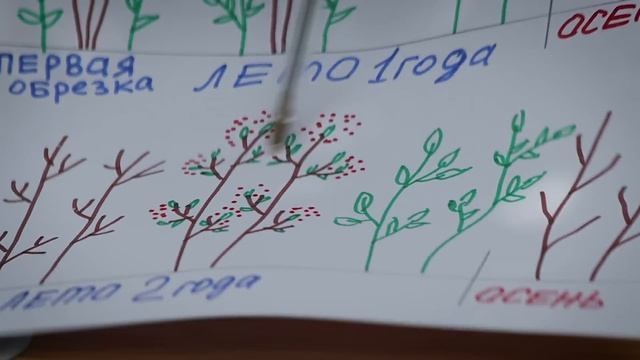 Двойная обрезка   в два раза больше урожай!