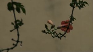 YASIN surasi , eshitib tinchlaning, eshitib uxlang.