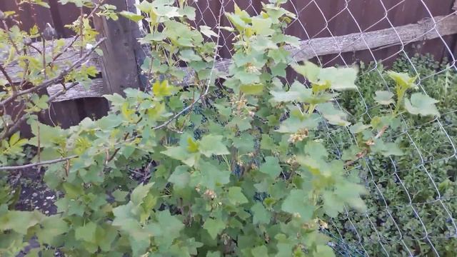 Жизнь в Деревне, Приготовила обед, Навели порядок в доме и на участке смотреть онлайн