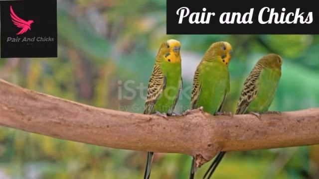 Green and blue  dominant and recessive budgie  Pair And Chicks