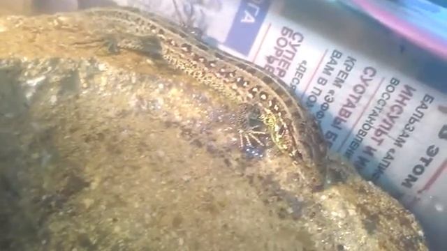 Самец прыткой ящерицы пьет воду :) смотреть онлайн