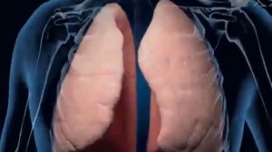 odam ichki tuzulishi