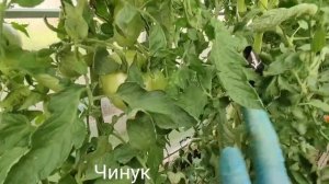 Обзор коллекционных сортов томатов сезона 2024 часть № 4