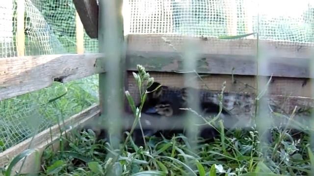 Утята серой утки , 14 день смотреть онлайн