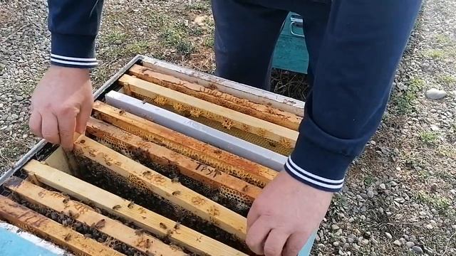 Бакфаст и Сицилийская порода пчёл. смотреть онлайн