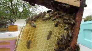 пчеловодство на ячейке 4,9 мм - часть 62, ставлю рамку с полоской вощины, начали строить 2.05.2024