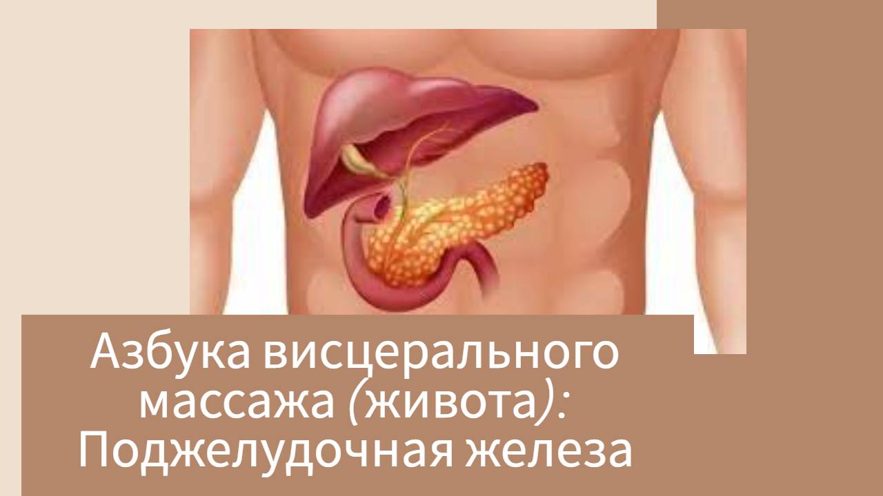 Азбука висцерального массажа (живота): Поджелудочная железа