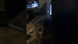Как приучить кошку приносить вещи ?!!