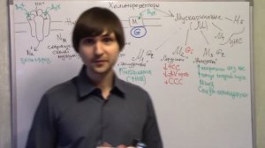 Базисная фармакология холиномиметиков Часть 1